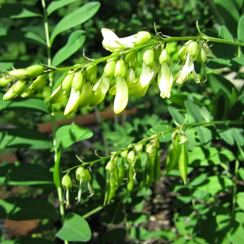 Vista 4 de Semillas de astrágalo (Astragalus membranaceus) Más de 50 semillas de hierbas medicinales chinas raras en cápsulas de semillas congeladas