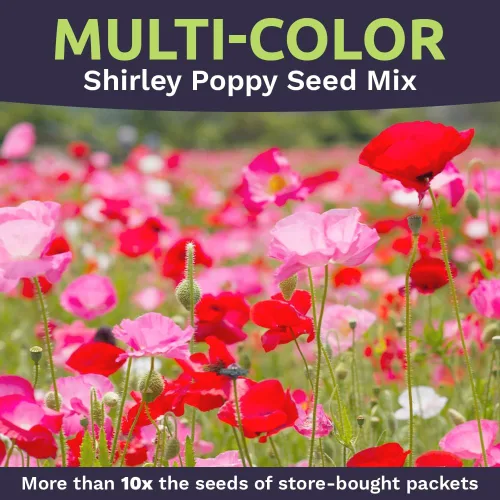 Vista 4 de Shirley - Semillas de amapola - Colores mezclados - Paquete extra grande - Más de 200,000 semillas de flores silvestres polinizadas abiertas sin OMG