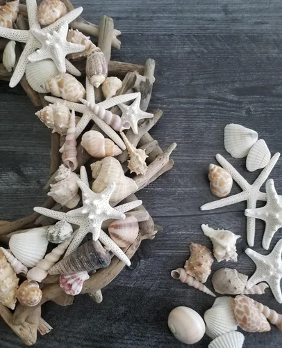 Vista 8 de Conjuntos de conchas – perfecto para manualidades, decoración del hogar de playa, bodas, relleno de jarrón y aulas. Natural shells for beach