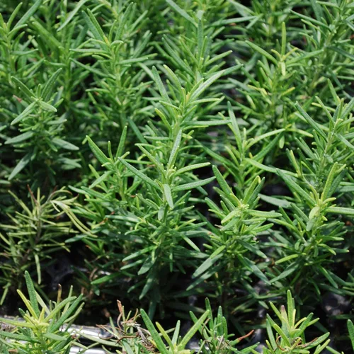 Vista 3 de Bonnie Plants Planta aromática comestible de hierbas aromáticas de romero vivo, paquete de 4, perenne en las zonas 8 a 10, ideal para cocinar y asar