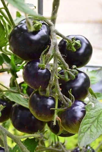 Vista 3 de Semillas Tomate Indigo Rose Indeterminada No GMO Heirloom