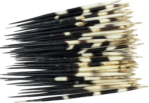 Vista 6 de Heyiwell 10 plumas de puercoespín africano real de 5 a 6 pulgadas de largo