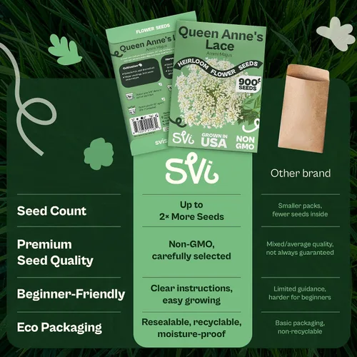 Vista 6 de Queen Anne 's Lace- 200 semillas – 50% de descuento venta