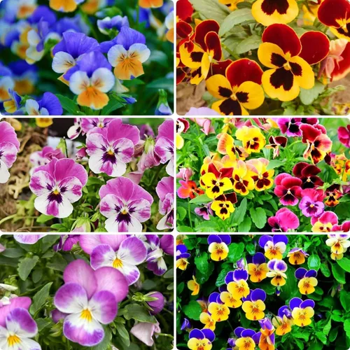 Vista 4 de 1000 semillas de viola tricolor (pensamiento), flores brillantes y de fácil germinación para camas de jardín, macetas de patio y paisajismo