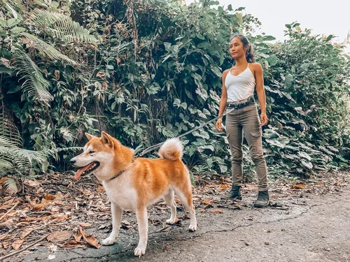 Vista 7 de Tuff Pupper Correa de perro resistente manos libres Un perro pequeño/mediano de hasta 45 libras Cómodo elástico absorbente de golpes Asas