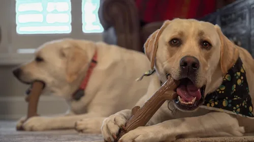 Vista 6 de Hero Bonetics Stick - Juguete masticable para perros con aroma a madera, suave para los dientes y el abdomen