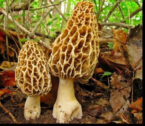Vista 6 de Esporas de hongos Morel - reliquia - Sin OMG