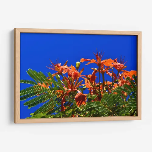 Vista 11 de Canvas Lab Lienzo decorativo para pared Árbol Flamboyan, Cancún por el artista Luis Velasco – Tamaño: 12 x 8 in - Tema: Botánico, Floral,Naturaleza