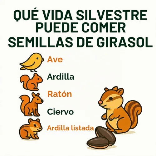 Vista 6 de Semillas de girasol crudas cultivadas en EE. UU. en cáscara, 1 libra Semillas de girasol sin sal para pájaros y para comer