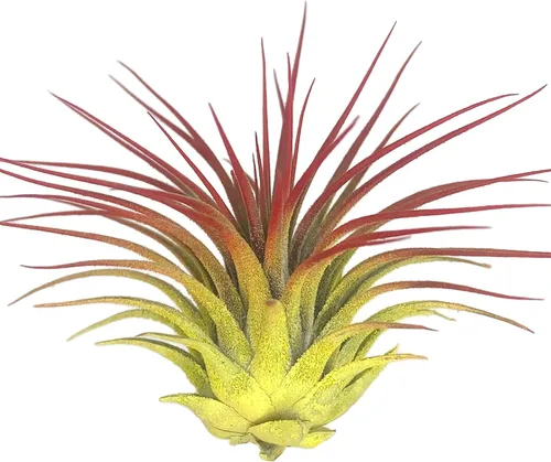 Vista 10 de Planta de aire Rainbow Tillandsia, planta de aire Tillandsia, planta de aire, purificación de aire, planta de casa, decoración y regalo para el azul