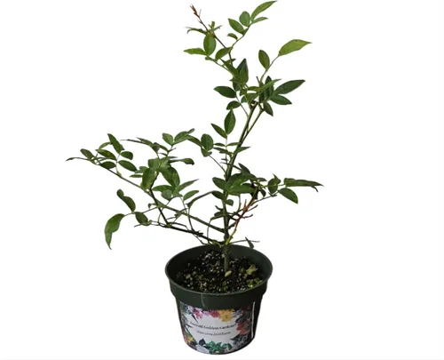 Vista 4 de Rosa Ducher Antigua Raíz Propia Heirloom Jardín Antiguo Rosal Planta Viva, Flor Doble Blanca, Fragante, 4 pulgadas, Tamaño Inicial Maceta