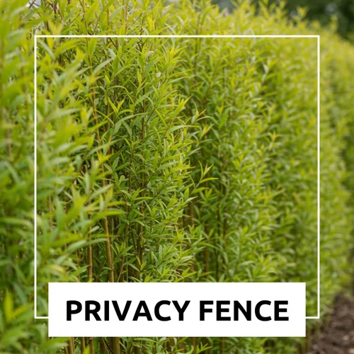 Vista 5 de Plantas híbridas de sauce para cultivo Fila de setos de privacidad rápida, bloque de viento, sombra Crecimiento rápido - 12 pies por año