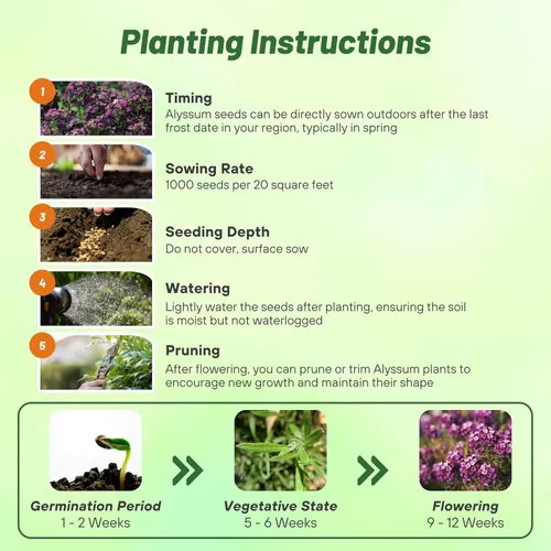 Vista 4 de Outsidepride Deep Purple Alyssum Seeds - 1,000 piezas anuales, tolerantes a la sequía y aptas para polinizadores, fragantes flores primaverales