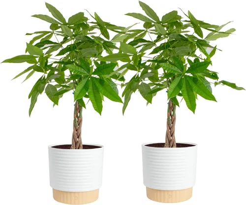 Vista 11 de Costa Farms Árbol del Dinero Planta Viva en Maceta Decorativa, Purificadora de Aire para Interiores, Perfecta para Decoración de Hogar, Habitación u