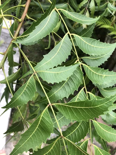 Vista 5 de Hojas frescas de neem (50) Margosa, Azadirachta Indica, lila india, nim, el nimbo de la India Uso de té sin cafeína Remedio herbario