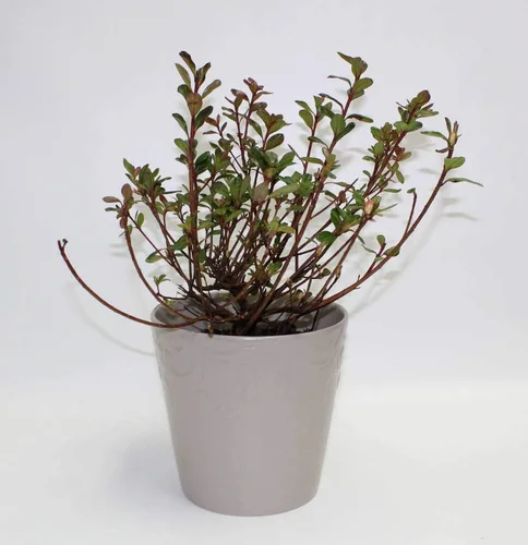 Vista 6 de Athena's Garden Hino-Crimson Azalea 1G Pot Jardín Plantas Flores, Zen Cottage
