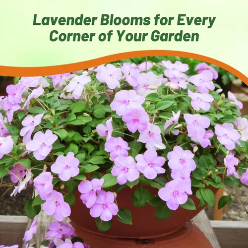 Vista 5 de Outsidepride Extreme Lavender Impatiens - Semillas de flores – 100 piezas anuales, compactas y aptas para polinizadores, semillas de Impatiens