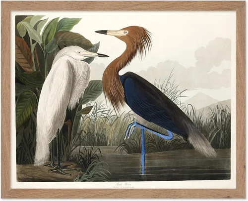 Vista 62 de Poster Master Póster vintage de James Audubon – Impresión retro de amargo americano – Arte de aves de América – Regalo para hombres, mujeres