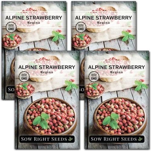 Vista 8 de Sow Right Seeds - Semillas de fresa Regina Alpine para plantar - Paquete de reliquia sin OMG con instrucciones para plantar y cultivar un huerto