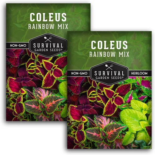 Vista 10 de Rainbow Mix Coleus Semillas para plantar, jardín de sombra anual, 1 paquete Indoor & Outdoor Plant with Colorful Foliage for Containers