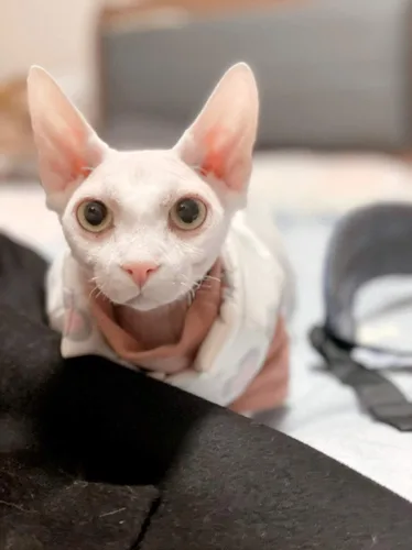 Vista 7 de Ropa de gatos sin pelo, camiseta de algodón, chaleco transpirable para primavera y otoño, ropa de gato con cuello alto para Sphynx, Cornish Rex