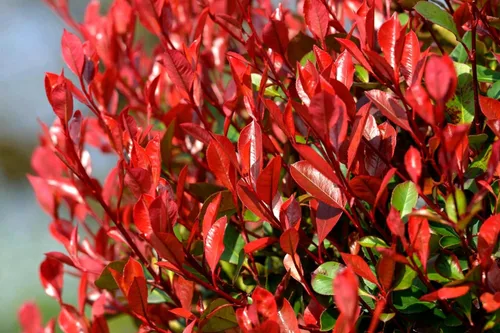 Vista 3 de Punta Roja Planta de 1 galón grande Photinia Fraseri Arbusto de hoja perenne, seto de privacidad de rápido crecimiento, color durante todo