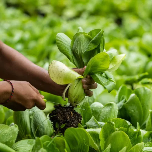 Vista 3 de Pak Choi (Bak Choi) (100 semillas)