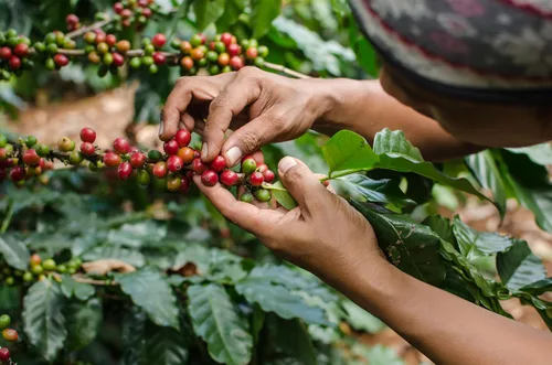 Vista 7 de Cafe Don Pedro Cápsulas de café de vainilla francesa de bajo ácido, compatible con cafetera K-Cup, 100% Arábica, Battles Heartburn, Reflujo ácido