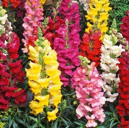 Vista 3 de Snapdragon (Antirrhinum Majus) Tetra con volantes gigantes, mezcla de una excelente flor cortada para una exhibición brillante tolerante a la sequía