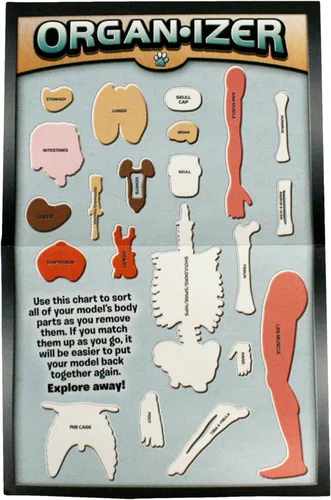 Vista 5 de SMARTLAB Toys Cuerpo humano blando con 21 partes removibles y libro de anatomía