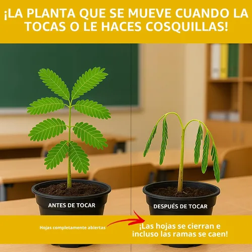 Vista 2 de Paquetes de semillas de plantas zombi: ¡cultiva una planta sensible viva que se hace la muerta cuando se toca! Semillas de plantas