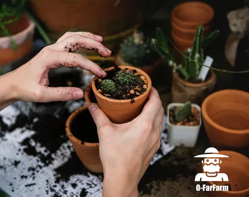 Vista 4 de Mezcla para macetas de suelo de cactus, 1.1 libras, pH optimizado de drenaje rápido con nutrientes añadidos, perfecta para macetas pequeñas de cactus