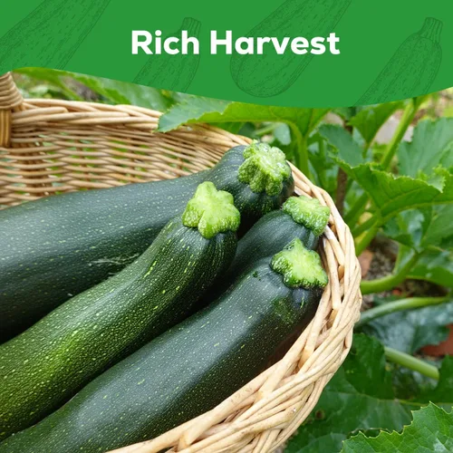Vista 5 de Semillas de Calabacín para Plantar - 45 Semillas de Calabaza de Verano Black Beauty - Sin OGM, Paquete de Semillas de Vegetales Reliquia para Jardín