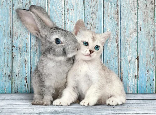 Vista 2 de Clementoni Cat & Bunny - Rompecabezas de 500 piezas
