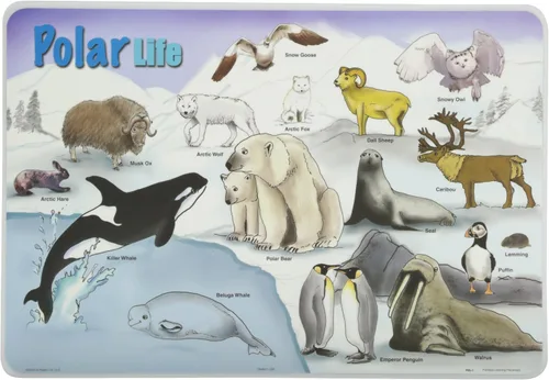 Vista 8 de Painless Learning Popular Birds - Mantel individual, tamaño grande
