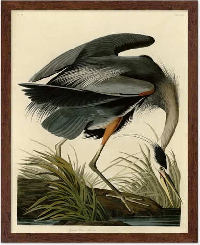Vista 41 de Poster Master Póster vintage de James Audubon – Impresión retro de amargo americano – Arte de aves de América – Regalo para hombres, mujeres