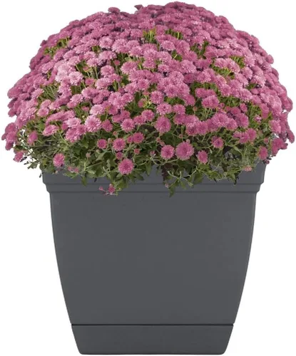 Vista 26 de The HC Companies, Eclipse - Maceta cuadrada de 12 pulgadas, con platillo, maceta para sembrar flores, verduras y hierbas en interiores y exteriores