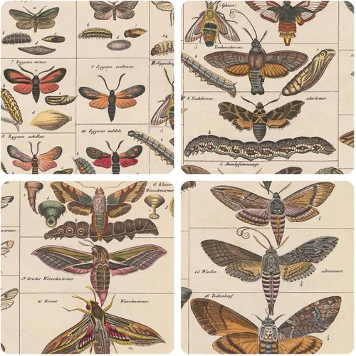 Vista 3 de Meishe Art Póster Impreso Vintage Polilla Insectos Razas Identificación Tabla de Referencia Colección de Especies Diagrama de Entomología Aula Club