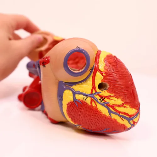 Vista 3 de Modelo de corazón humano de tamaño real de Axis Scientific, diseño magnético de 2 partes con 34 estructuras internas claramente rotuladas, montado