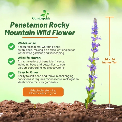 Vista 4 de Outsidepride Semillas perennes de flores silvestres Penstemon Rocky Mountain de 1/4 lb para plantar