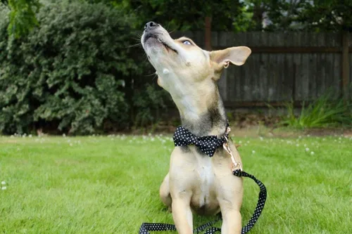 Vista 6 de Unique style paws - Collar de algodón con lazo para cachorros con punto redondo negro y blanco para perros pequeños, medianos y grandes Punto Negro