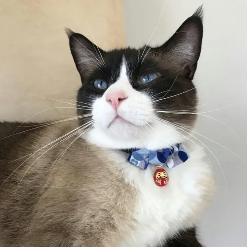 Vista 4 de Necoichi Daruma Charm Pajarita Collar de gato (azul)