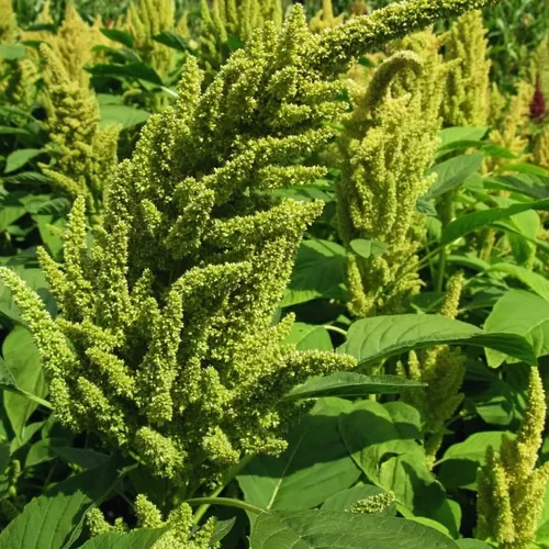 Vista 3 de 1000 semillas de amaranto verde para plantar, semillas de vegetales, fácil de plantar en el jardín