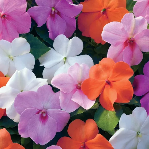 Vista 7 de Outsidepride 75 semillas Impatiens Xtreme Pastel Shade Garden Flower Seed Mix para plantar