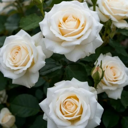 Vista 6 de Más de 500 rosas trepadoras perennes para plantar arbustos trepadores de vid fragante mariposa rara sin OMG semillas de flores de herencia