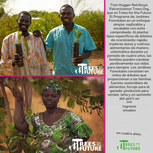 Vista 4 de Tree Hugger Goma de mascar, bayas cítricas, sabores naturales, sin colores artificiales, 1.6 onzas (paquete de 12)