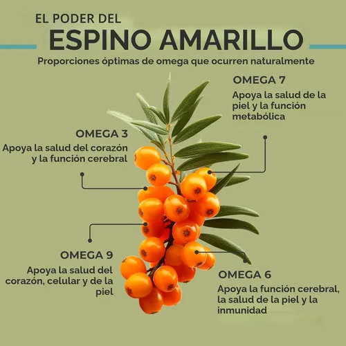 Vista 4 de SeabuckWonders Omega-7 completo, fabricado con aceite de espino amarillo orgánico, 30 cápsulas blandas (500 mg cada uno) Suministro para 15 días