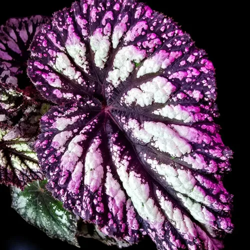 Vista 3 de 2 plantas vivas de Begonia Angel Wing Maculata, tamaño de 5-9 pulgadas de alto, plantas de begonia con lunares surtidas, plantas decorativas