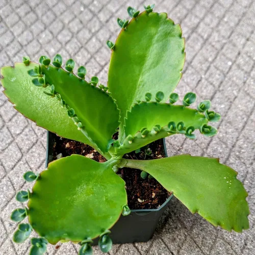 Vista 3 de Mother of Thousands, Kalanchoe - Planta viva suculenta en maceta de 2 pulgadas