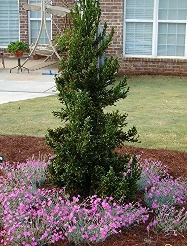 Vista 4 de Black Dragon Cryptomeria Tree (cedro japonés) - Planta de inicio (7L) (1 planta viva)